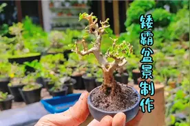 大树型“矮霸”盆景修剪与制作视频封面