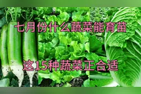 7月份什么蔬菜能育苗？这15种蔬菜正适合，大家别忘了
