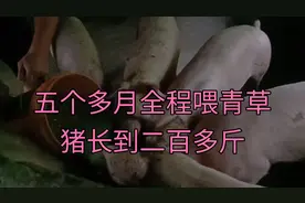 小伙五个多月全程喂青草，猪能长到二百多斤视频封面