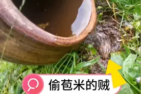 用辣椒水灌它的洞，偷苞米的贼终于现身了，小呲花都不管用！视频封面