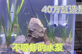水泵这样处理才能不吸虾。黑壳虾，金丝已入缸。视频封面