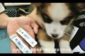 狗狗犬瘟热症状、病理变化、诊断和防控视频封面