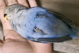 手养牡丹鹦鹉独自长大了居然是个躺手怪粘在手上就甩不掉