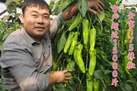 河南菜农秋大棚种植金富175辣椒，亩产超过15000斤，产量真是高啊视频封面