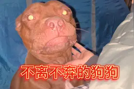 一只不离不弃陪伴主人的比特犬 每天清晨在主人床头安静等着醒来视频封面