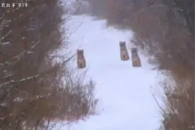 东北虎连载故事第1章：三只失去母亲的小老虎风雪中等候妈妈归来视频封面