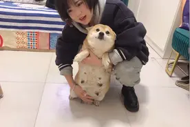 怀孕63天的母犬，肚子大的垂到地上却迟迟不生，可把小妹愁坏了视频封面