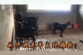 新生羔羊有的出现瘫软，很大原因是缺乏钙物质，有一类植物可补充