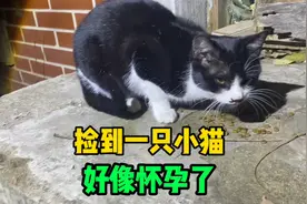 捡到一只小花猫，肚子很大好像怀孕了，喂了它狗粮视频封面
