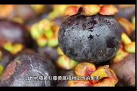 山竹的功效与作用