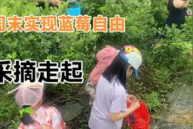 周末去哪里，采摘园里逛一逛，第一次见蓝莓树，原来长这样？视频封面