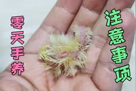 零天手养玄凤鹦鹉，温度、喂食等要注意的事项，云养鸟的你来看看