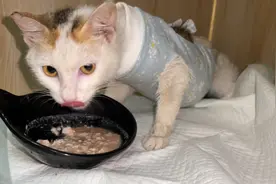 手术后的流浪小猫忍着疼痛配合治疗，不吵不闹，乖得让人心疼视频封面