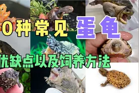 几分钟了解10种常见蛋龟的优缺点，以及它们的饲养方法。涨知识了视频封面