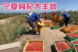 农户早4点钟起5点到地，来看宁夏枸杞采摘期，枸杞田里的丰收场面视频封面