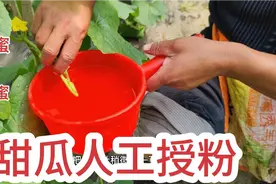 甜瓜人工授粉可以提高两倍的产量，操作很简单，老瓜农手把手教你视频封面