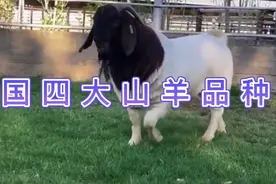 中国四大山羊品种视频封面