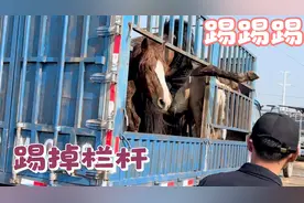 一车野马桀骜不驯，车上打架踢烂护杆，这马蹄子得有多大力量啊？