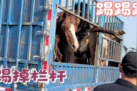 一车野马桀骜不驯，车上打架踢烂护杆，这马蹄子得有多大力量啊？视频封面