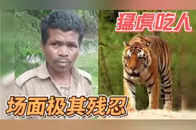 真实事件：老虎咬人吃人！当两脚兽遇到猛兽，是如此不堪一击视频封面