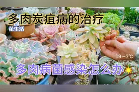 多肉叶片有黑斑摸起来有硬疙瘩是什么病，别把愁，不用药也能解决视频封面