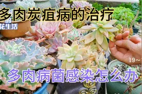多肉叶片有黑斑摸起来有硬疙瘩是什么病，别把愁，不用药也能解决视频封面
