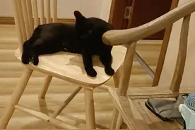 主人:儿子，来亲热一下😍 猫儿子:(ꐦÒ‸Ó)你个老六视频封面