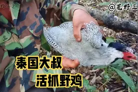 来自泰国的大叔，在深山里下套，活抓到一只野鸡视频封面