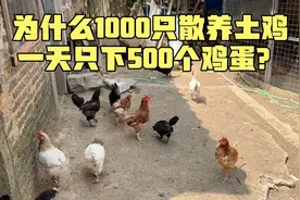 为什么1000只散养土鸡每天只下500个鸡蛋？小伙道出了行业的秘密视频封面
