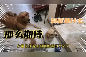 狗子居然如此急不可待，是什么东西在诱惑着它们呢