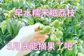 发现一棵早水糯米糍荔枝，5月底可以摘果了吧，这么早得价哟视频封面