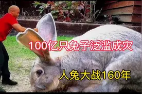 泛滥成灾！100亿只兔子闹腾澳洲，当地人束手无策视频封面