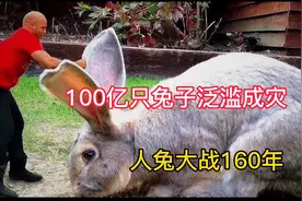 泛滥成灾！100亿只兔子闹腾澳洲，当地人束手无策视频封面