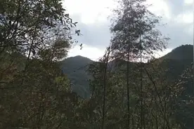 寅时吃来卯时消，心形叶子流白汁像党参，你那里叫什么？视频封面