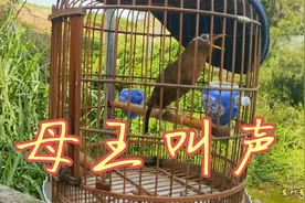 画眉母王提性叫声！视频封面