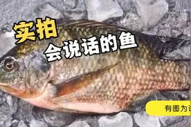真实事件人面鱼 实在太不可思议了 鱼竟然开口说话视频封面