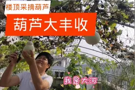 葫芦藤枯了，嘴部变色了就得下架打皮，春葫芦最好放一周再打皮。视频封面