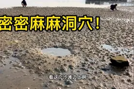 大海退潮后，沙滩上出现密密麻麻小洞！山东大姨赶海意外收获！视频封面