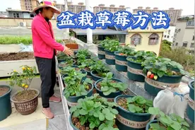 盆栽草莓做好5点，新手也能种出香甜的草莓，很实用视频封面