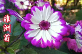非洲菊，人称“旺夫花”，插花佳品，花姿优美，花色艳丽视频封面