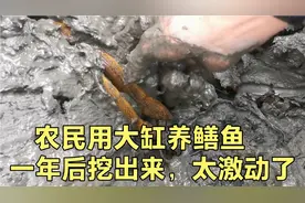 农民用大缸养野生鳝鱼，一年后挖出来居然有十几斤，实在太开心了视频封面