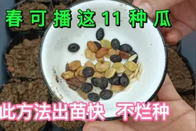 早春可播的11种瓜，按此方法播种育苗，出苗快，不烂种