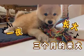 三个月的柴犬居然一夜长大
