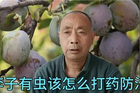 李子树每年挂果都烂掉了，完好无损咬开就有虫，怎么打药呢？视频封面