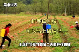 打完草甘膦多久能播种？当时播种有药害吗？视频封面