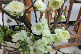 绿宝石海棠的怡人淡绿，你喜欢吗？视频封面