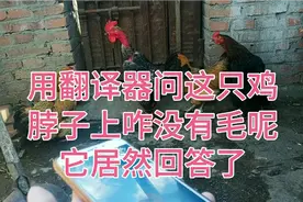 用翻译器问一只鸡，你脖子顶上咋没有毛呢？它居然回答了视频封面
