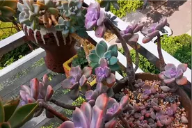 很多肉肉还是比较适合北阳台的，这棵紫乐放后阳台糖心太美太美了视频封面