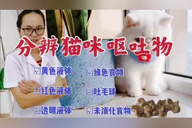 宠物医生从猫咪的呕吐物，寻找呕吐原因以及治疗方法，建议收藏