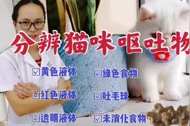 宠物医生从猫咪的呕吐物，寻找呕吐原因以及治疗方法，建议收藏